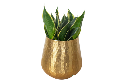 Snake Plant